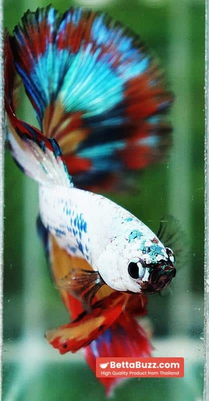 Betta Fish Multicolor NBT Tri-Color Tail - Image 9
