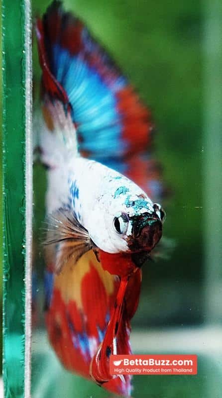 Betta Fish Multicolor NBT Tri-Color Tail - Image 10