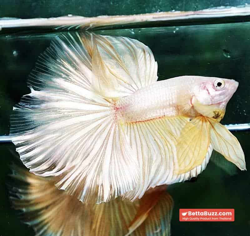 Betta fish HM Classic Pure Gold - Image 2