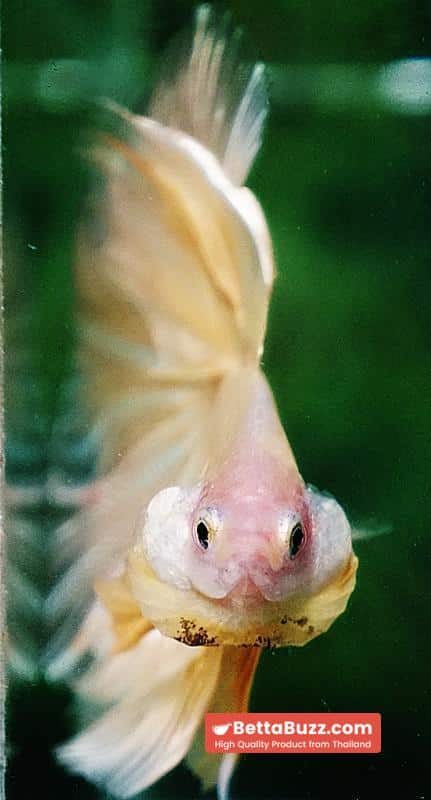 Betta fish HM Classic Pure Gold - Image 7
