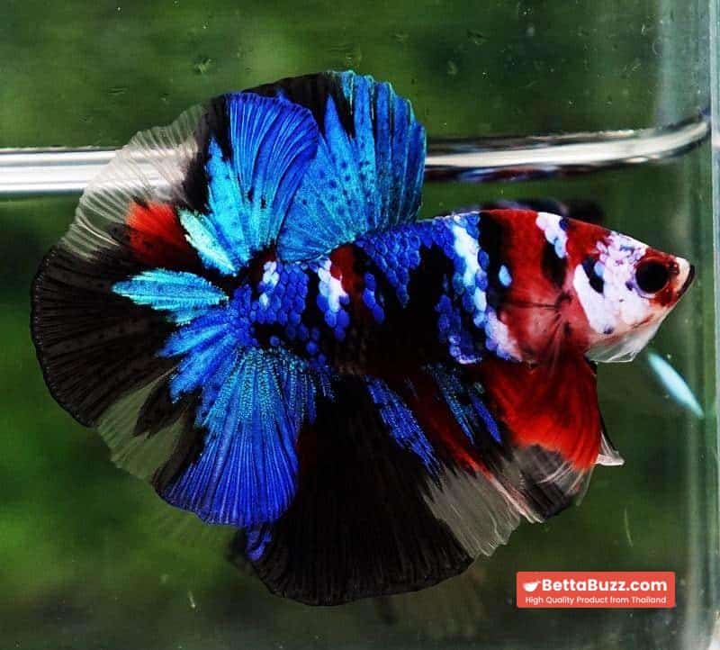 Betta fish OHM Blue Koi Red Scarf - Image 5