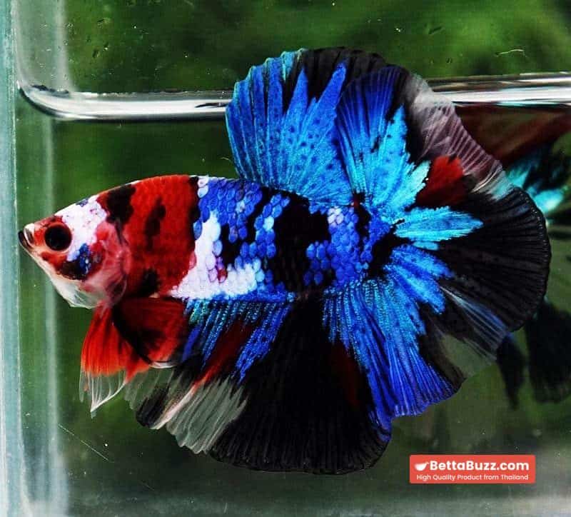 Betta fish OHM Blue Koi Red Scarf - Image 2