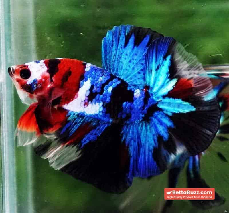 Betta fish OHM Blue Koi Red Scarf - Image 4