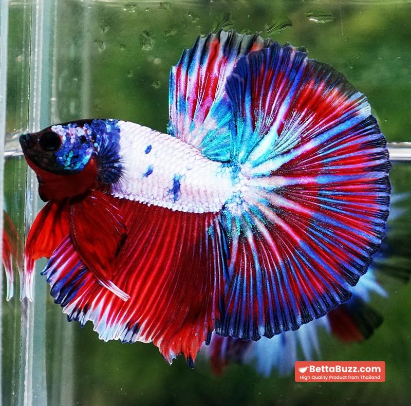 Betta fish OHM Magical Pink Blue Series - Image 4