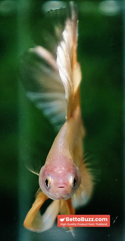 Betta fish HM Classic Pure Gold - Image 8