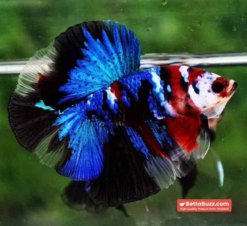 Betta fish OHM Blue Koi Red Scarf - Image 3