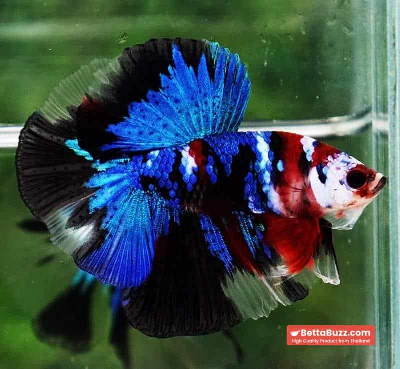 Betta fish OHM Blue Koi Red Scarf - Image 6