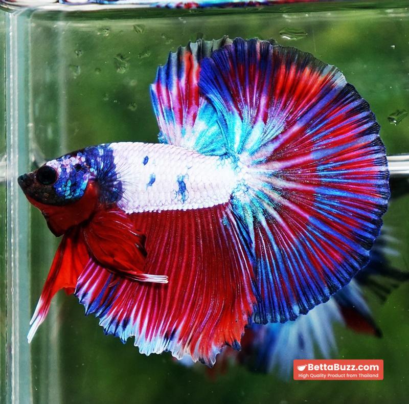 Betta fish OHM Magical Pink Blue Series - Image 2