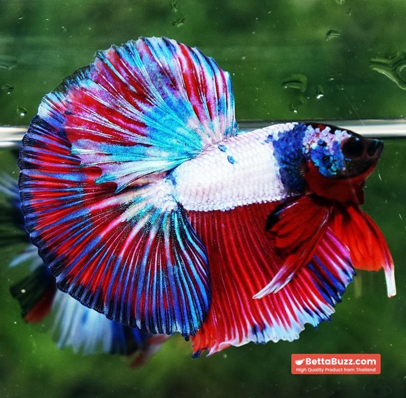 Betta fish OHM Magical Pink Blue Series - Image 3