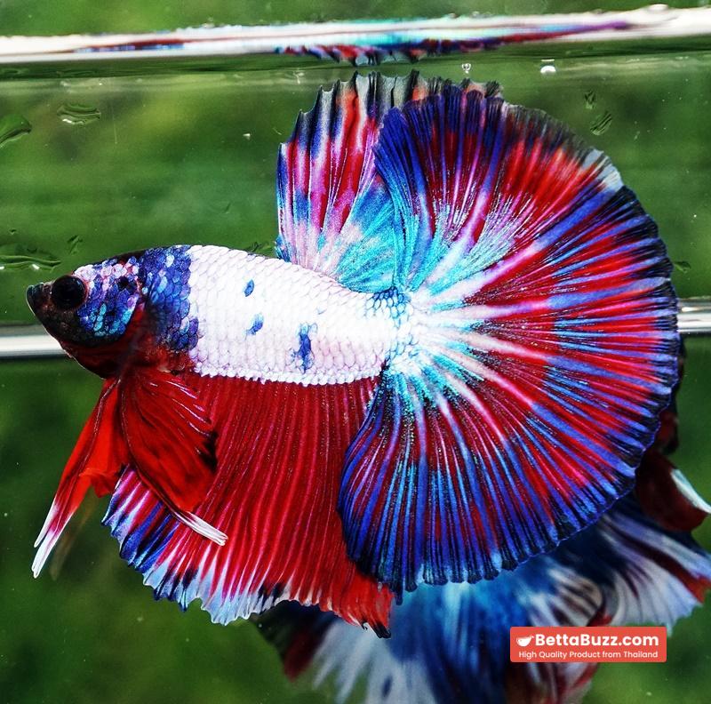 Betta fish OHM Magical Pink Blue Series - Image 6