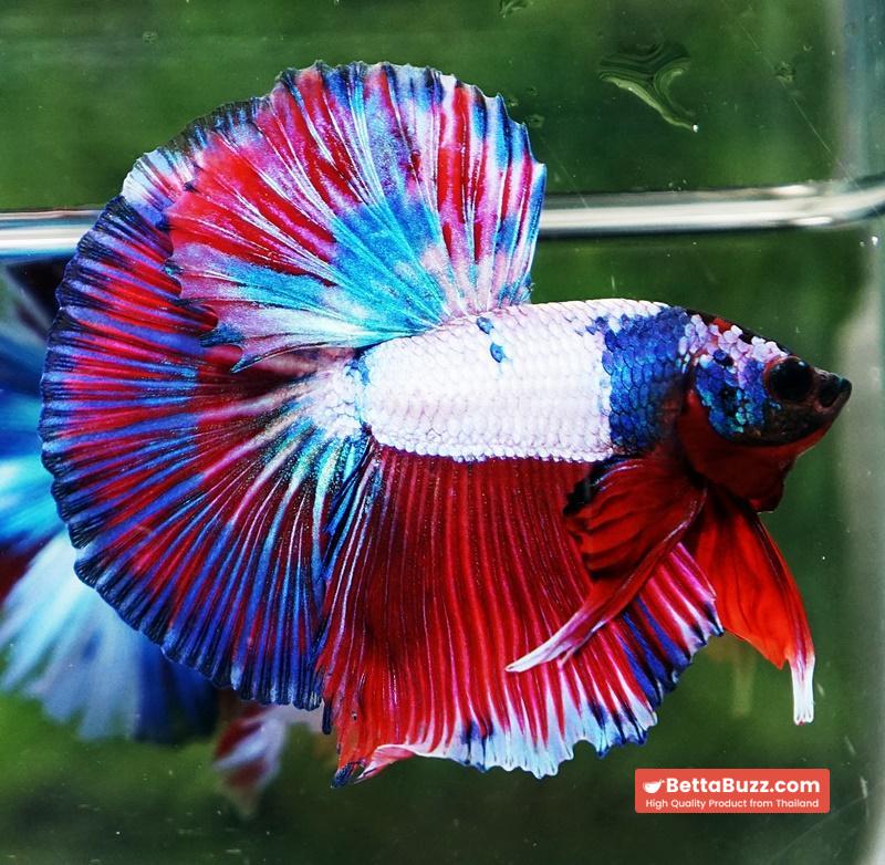 Betta fish OHM Magical Pink Blue Series - Image 5