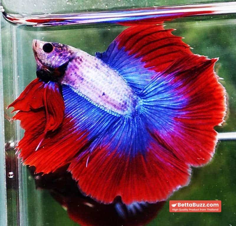 Betta fish DTHM Mascot Thailand Flag - Image 5