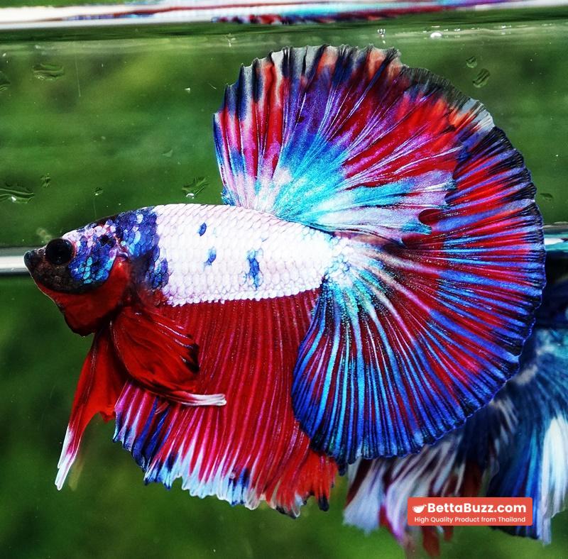 Betta fish OHM Magical Pink Blue Series - Image 7