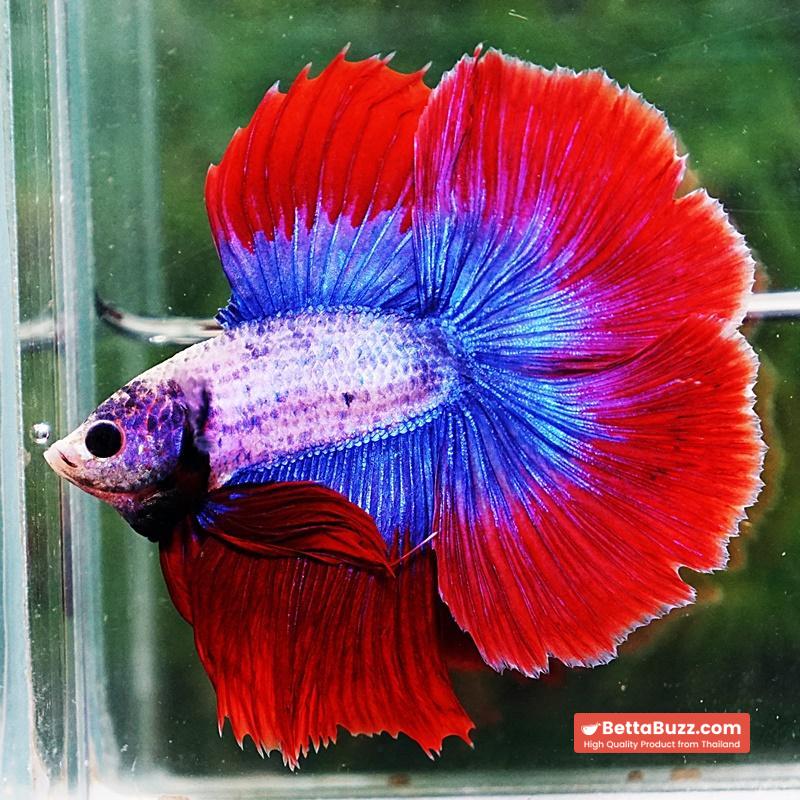 Betta fish DTHM Mascot Thailand Flag - Image 4