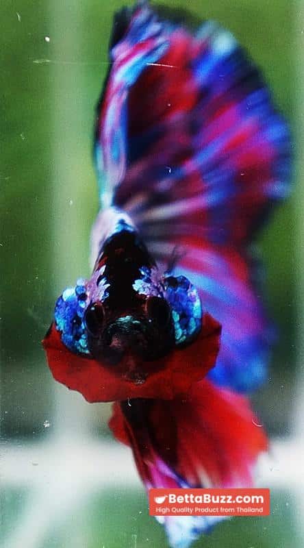 Betta fish OHM Magical Pink Blue Series - Image 8