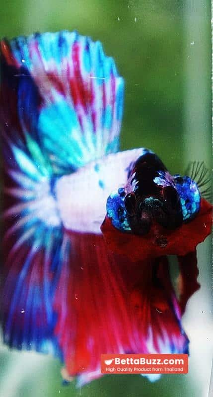 Betta fish OHM Magical Pink Blue Series - Image 9