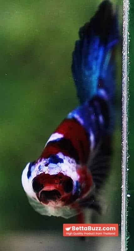 Betta fish OHM Blue Koi Red Scarf - Image 7