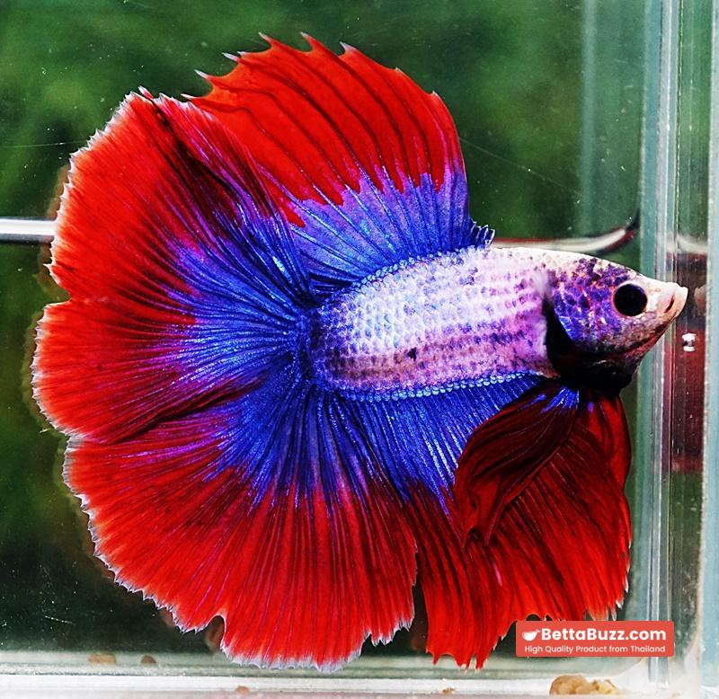 Betta fish DTHM Mascot Thailand Flag - Image 3