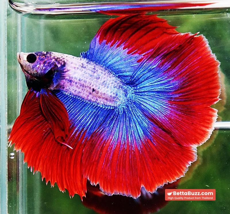 Betta fish DTHM Mascot Thailand Flag - Image 2