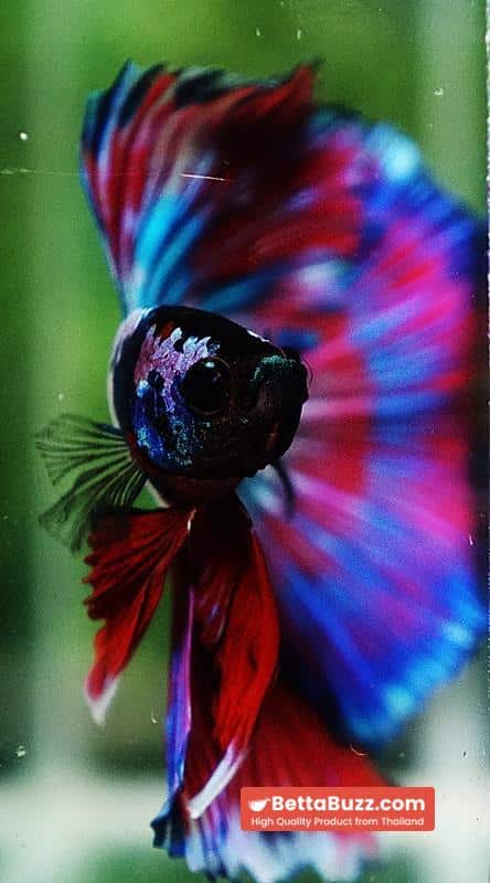 Betta fish OHM Magical Pink Blue Series - Image 10