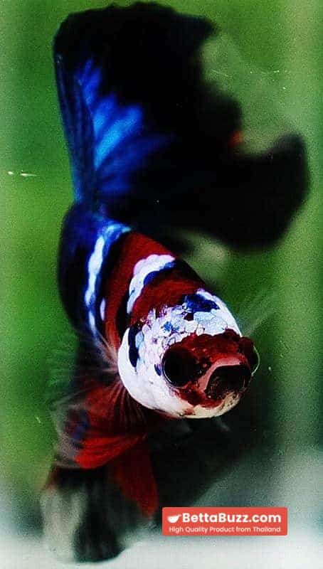 Betta fish OHM Blue Koi Red Scarf - Image 8