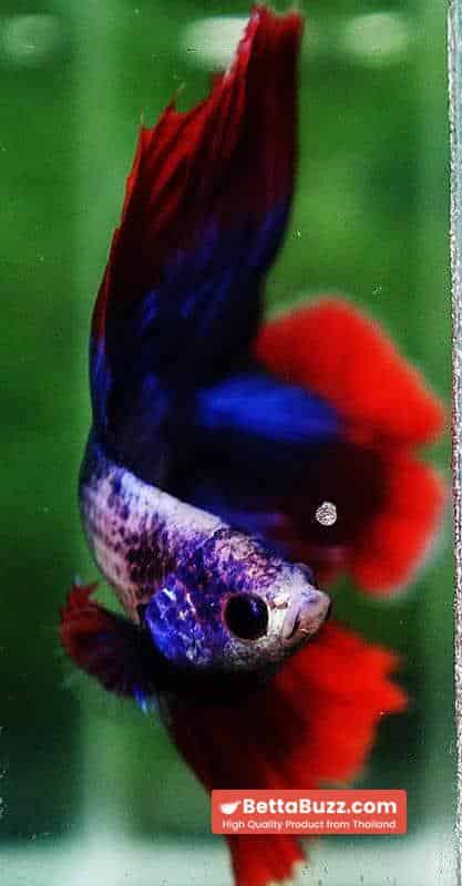 Betta fish DTHM Mascot Thailand Flag - Image 6