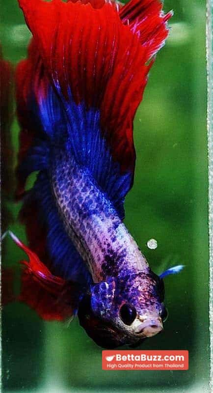 Betta fish DTHM Mascot Thailand Flag - Image 7