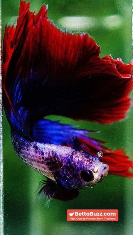 Betta fish DTHM Mascot Thailand Flag - Image 8