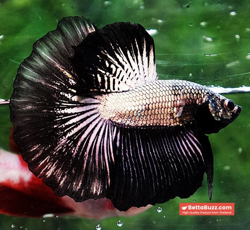 Betta fish HM Black Copper Dragon - Image 3