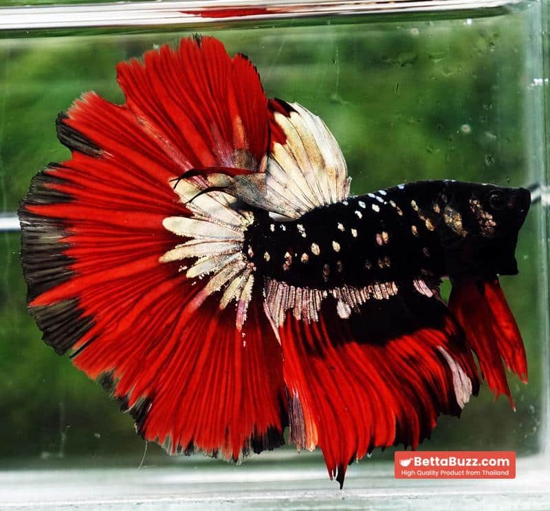 Betta fish Hell Copper Red Avatar HM (Rare) - Image 2