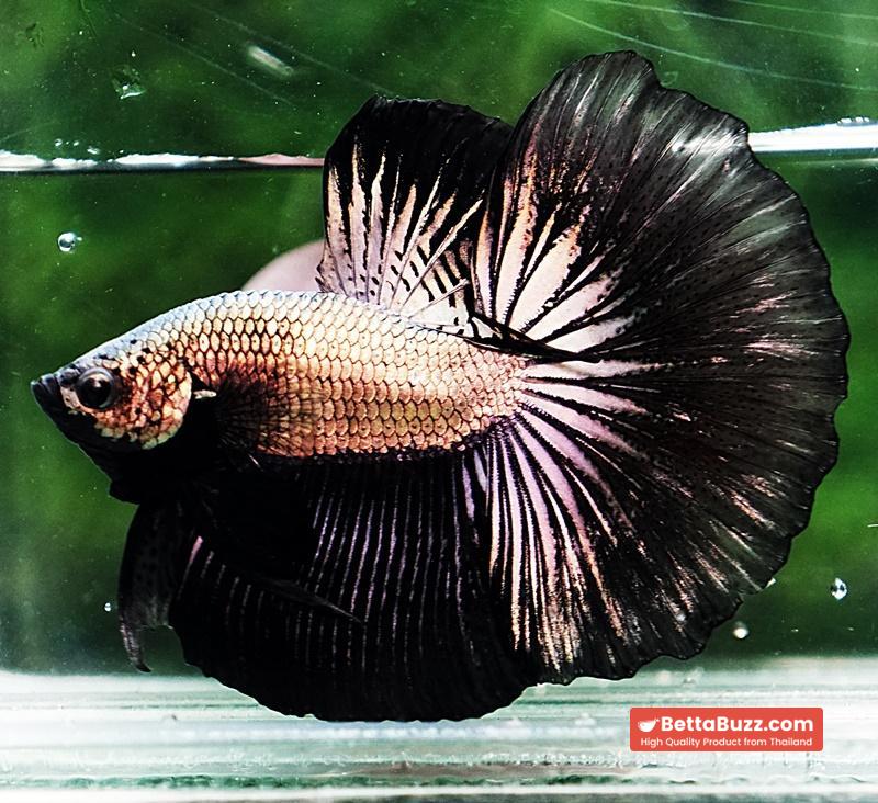 Betta fish HM Black Copper Dragon - Image 6