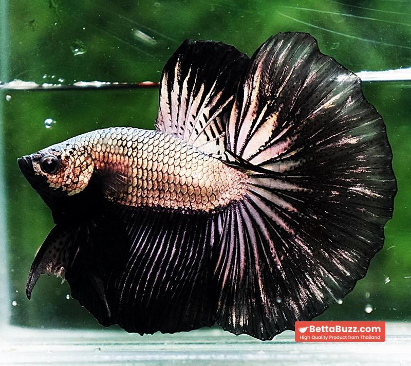 Betta fish HM Black Copper Dragon - Image 2