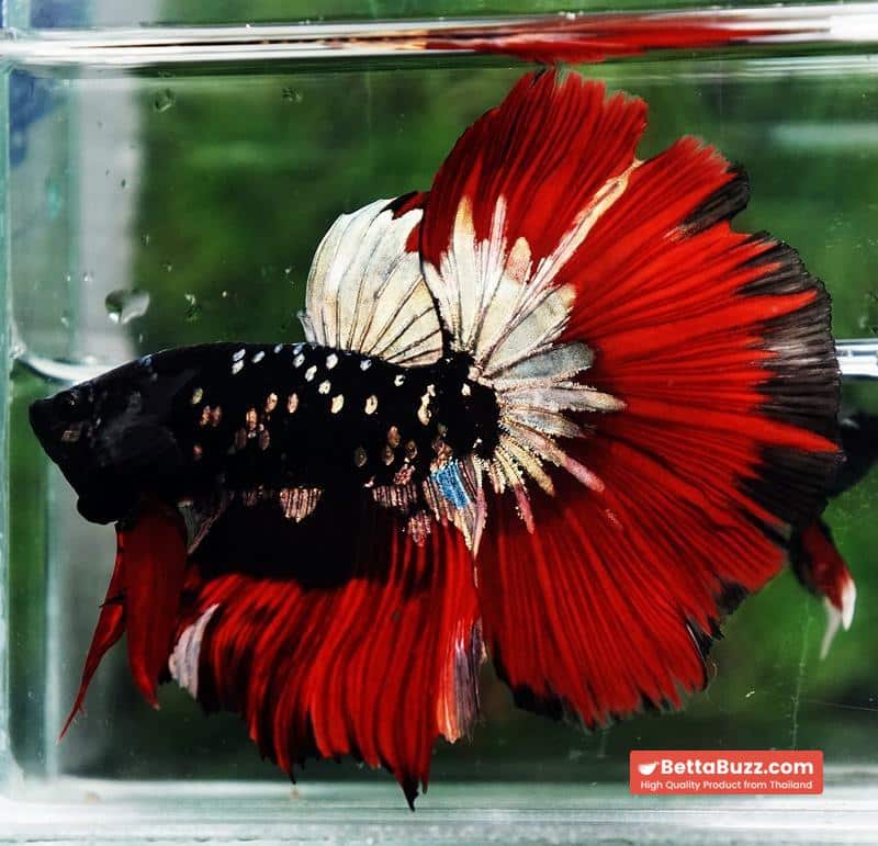 Betta fish Hell Copper Red Avatar HM (Rare) - Image 5