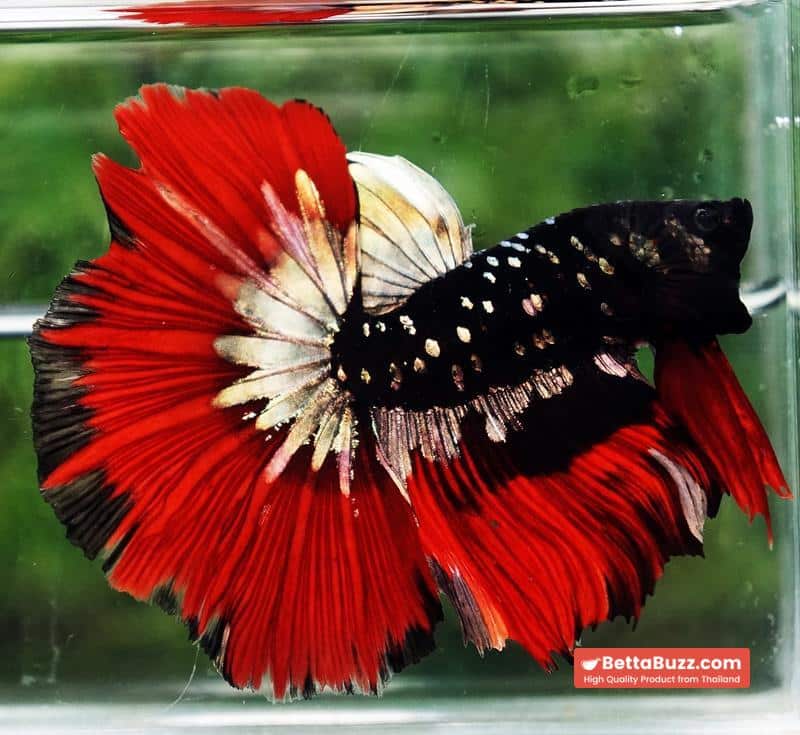 Betta fish Hell Copper Red Avatar HM (Rare) - Image 4