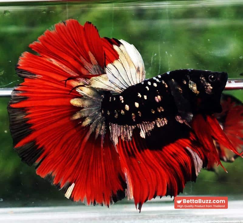 Betta fish Hell Copper Red Avatar HM (Rare) - Image 6