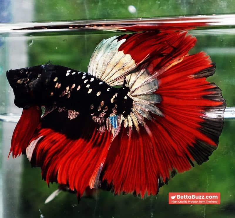 Betta fish Hell Copper Red Avatar HM (Rare) - Image 3