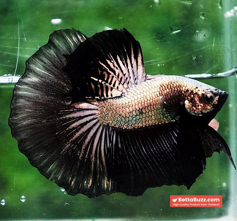 Betta fish HM Black Copper Dragon - Image 5