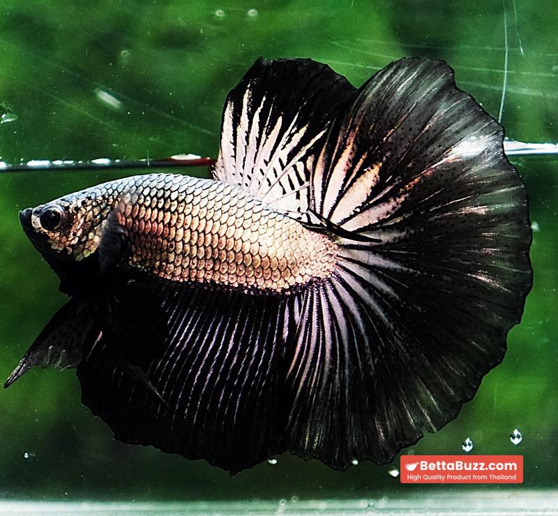 Betta fish HM Black Copper Dragon - Image 4