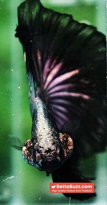 Betta fish HM Black Copper Dragon - Image 7