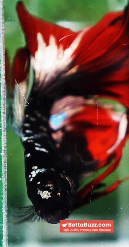 Betta fish Hell Copper Red Avatar HM (Rare) - Image 7
