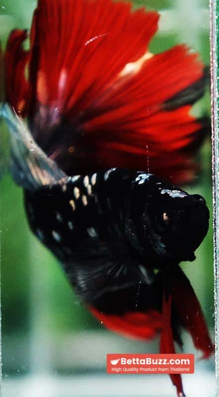 Betta fish Hell Copper Red Avatar HM (Rare) - Image 8