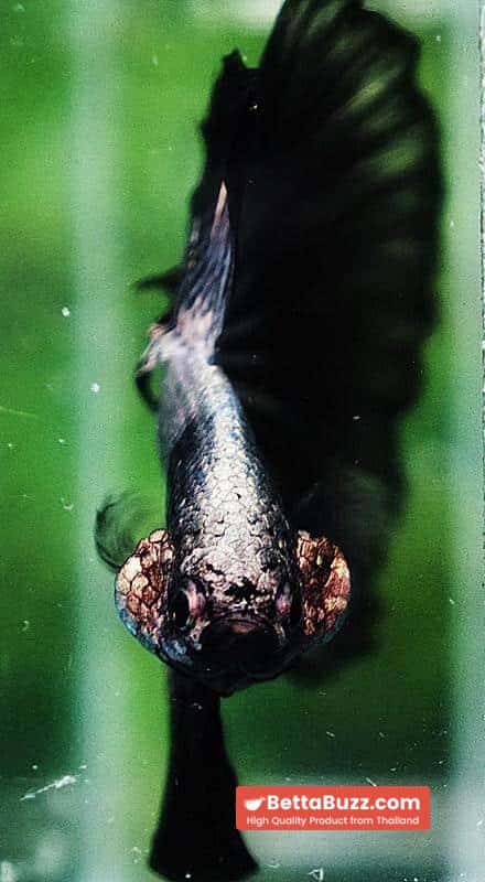 Betta fish HM Black Copper Dragon - Image 8