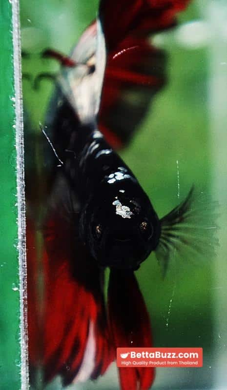 Betta fish Hell Copper Red Avatar HM (Rare) - Image 9