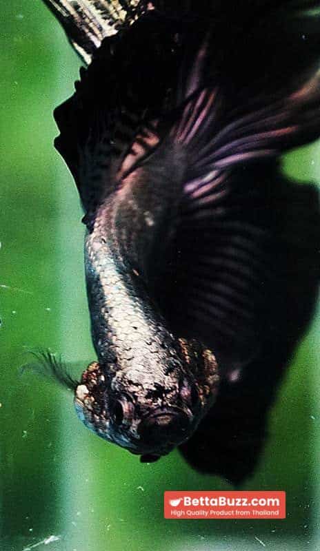 Betta fish HM Black Copper Dragon - Image 9