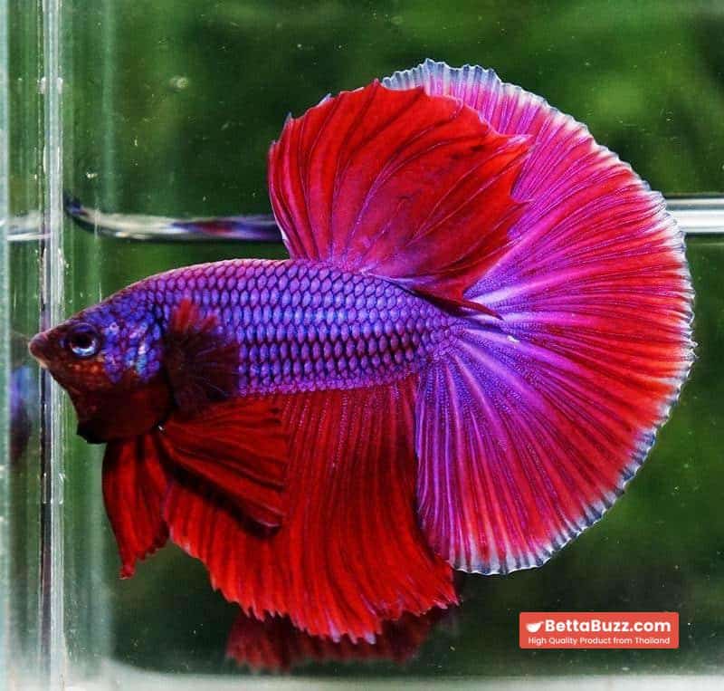 Betta fish OHM Lavender Magenta - Image 5