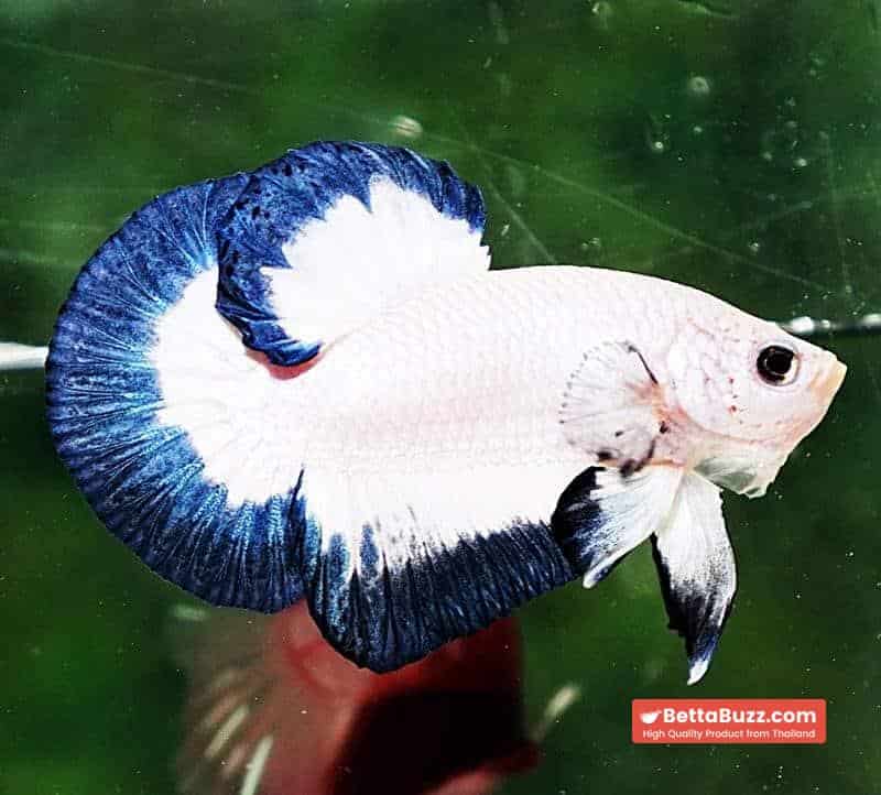 Betta fish HMPK Blue Rim Marble - Image 3