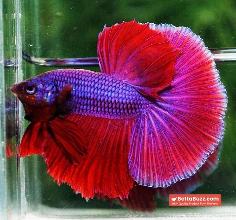 Betta fish OHM Lavender Magenta - Image 3