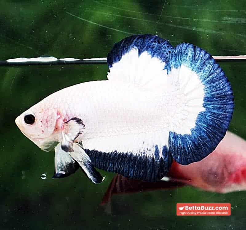 Betta fish HMPK Blue Rim Marble - Image 4