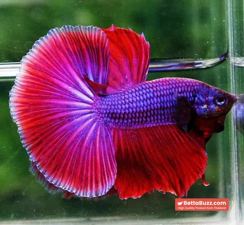 Betta fish OHM Lavender Magenta - Image 4