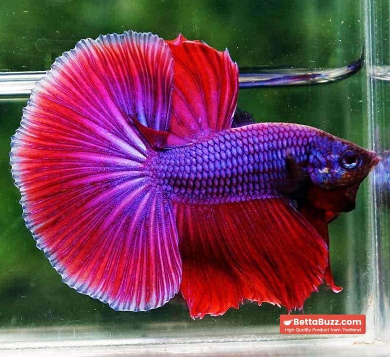 Betta fish OHM Lavender Magenta - Image 2
